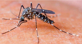 World Malaria Report 2022