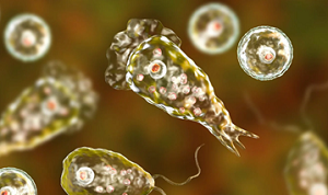 Brain-eating Amoeba