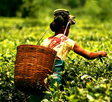 21 May: International Tea Day 