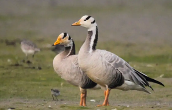 Wetland Bird Estimation in KNP & TR: Water Birds Declined by 28% 