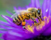 20 May: World Bee Day
