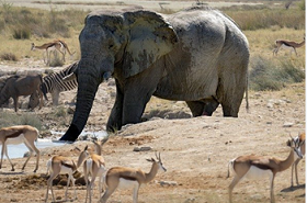 Wild Life (Protection) Amendment Bill, 2022